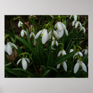 Pôster Flores de primavera Brancas I (Galanthus)