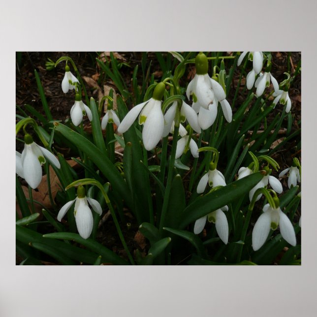 Pôster Flores de primavera Brancas I (Galanthus) (Frente)