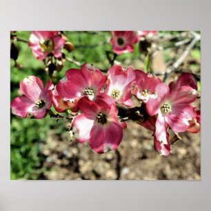 Poster Flores de primavera de Dogwood Rosa