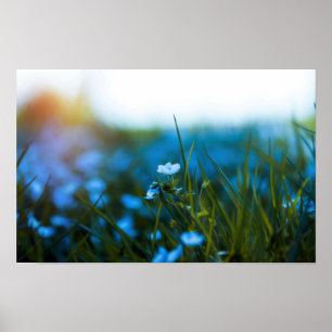 Poster Flores de primavera no campo