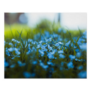 Pôster Flores de primavera no campo