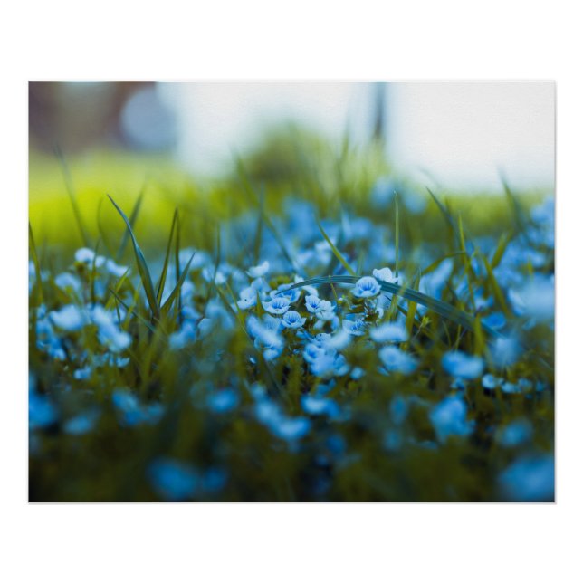 Pôster Flores de primavera no campo (Frente)