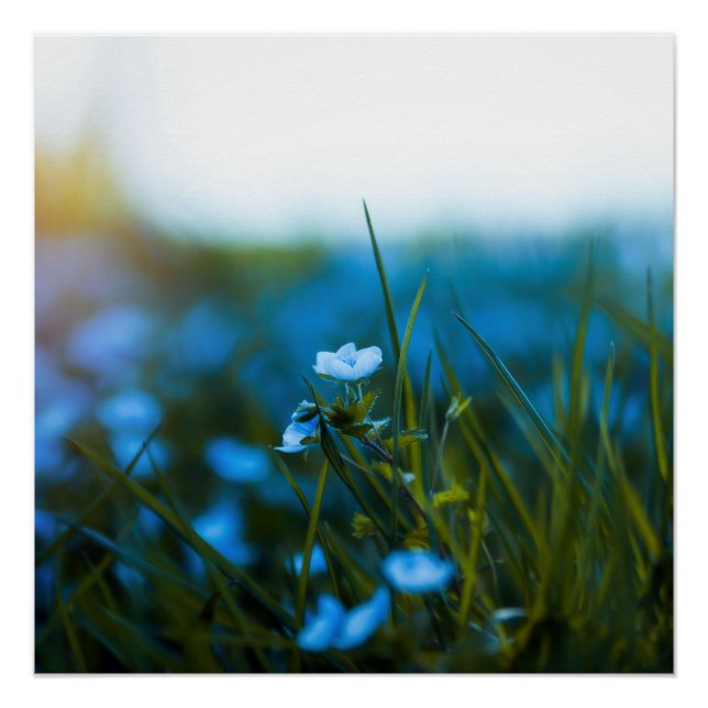 Pôster Flores de primavera no campo (Frente)