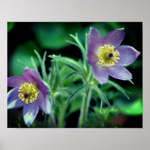 Poster Flores de primavera Púrpura Fecham