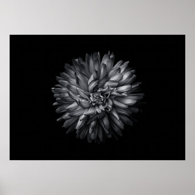 Poster Flores De Quintal A Preto E Branco 20 (Frente)
