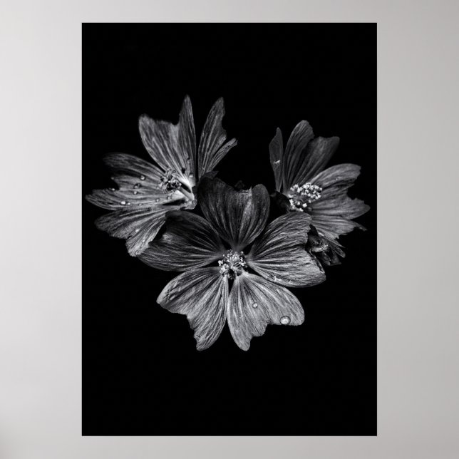 Poster Flores De Quintal A Preto E Branco N.O 11 (Frente)