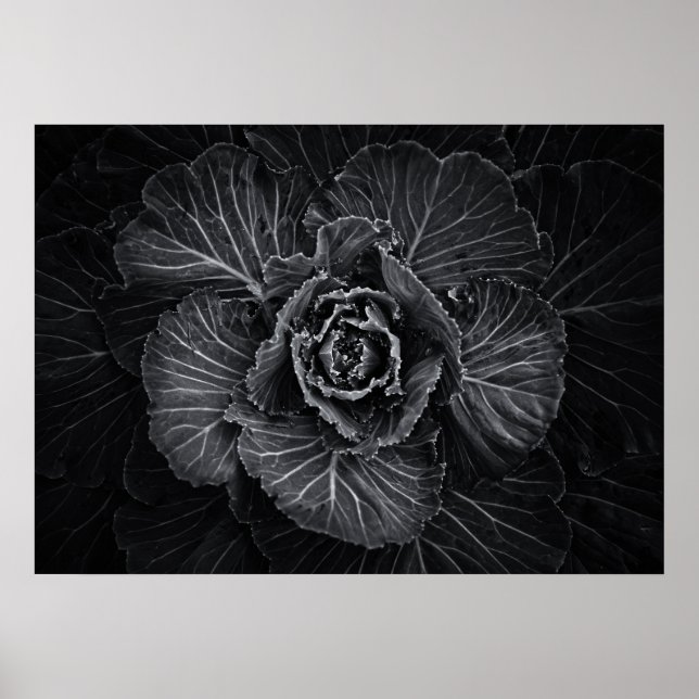 Poster Flores De Quintal A Preto E Branco No 108 (Frente)