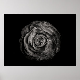 Poster Flores De Quintal A Preto E Branco No 72