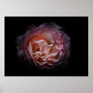 Poster Flores De Quintal N.O 106 Colorido