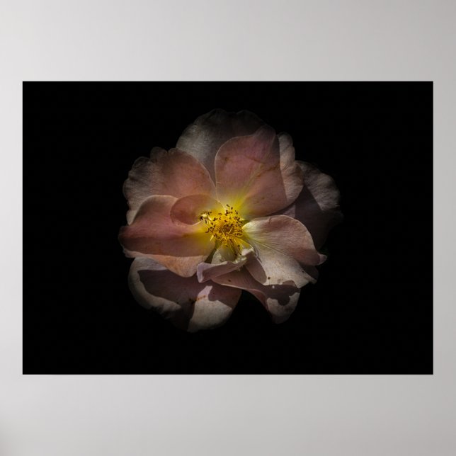 Poster Flores De Quintal N.O 113 Colorido (Frente)