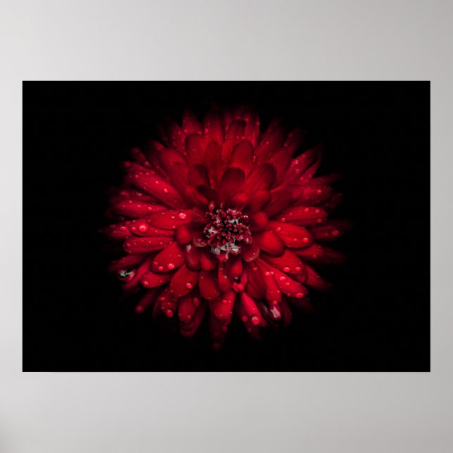 Poster Flores De Quintal Sem Versão De 45 Cores (Frente)