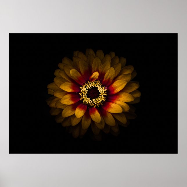 Poster Flores De Quintal Sem Versão De 69 Cores (Frente)