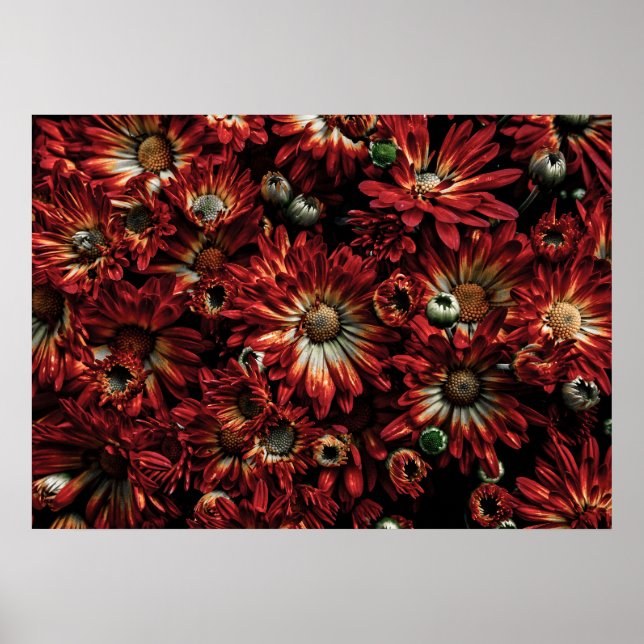 Poster Flores De Quintal Sem Versão De 88 Cores (Frente)