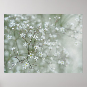 Poster Flores de Respirar de Bebê Fotografia Sonhadora da