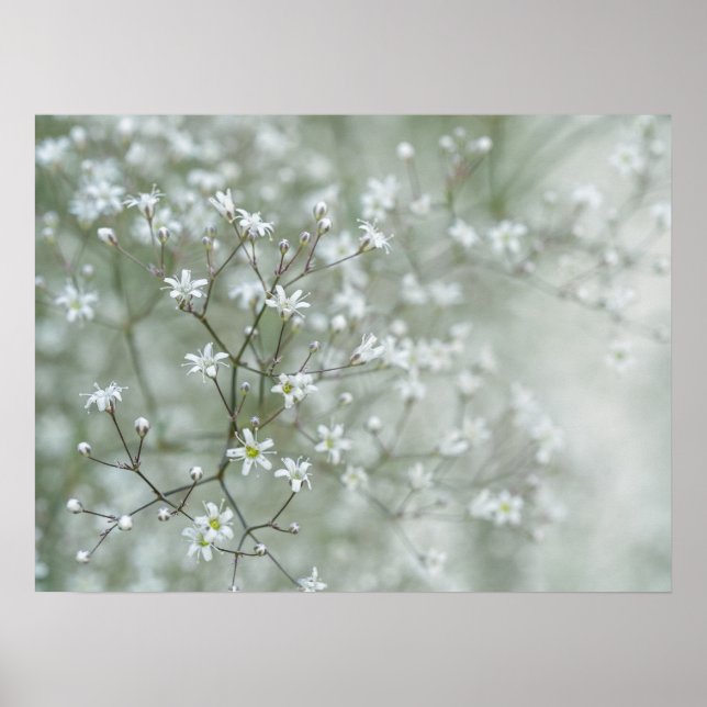 Poster Flores de Respirar de Bebê Fotografia Sonhadora da (Frente)