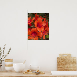 Poster Flores de Rhododendron Laranja Brilhante