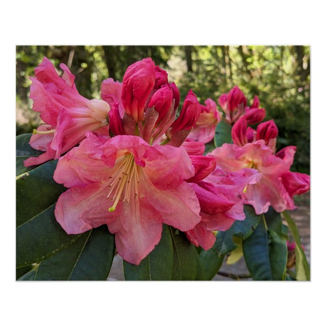 Pôster Flores de Rhododendron Rosa (Frente)