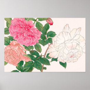 Poster Flores de Rosa Rosa e Branca com Folhas Verdes