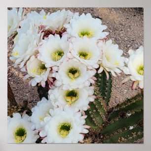 Poster Flores de Saguaro Argentino