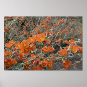 Poster Flores De Sangue Do Deserto Laranja Globemallow