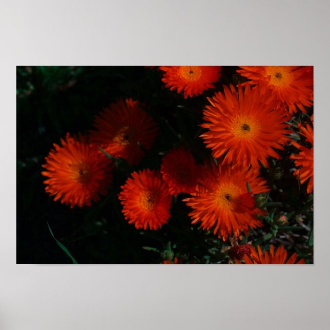 Poster Flores de Suculente Laranja Verde da África do Sul (Frente)