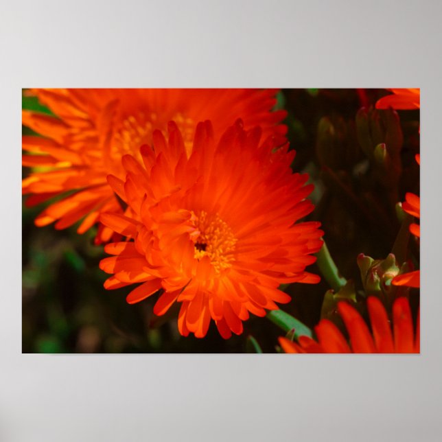 Poster Flores de Suculente Laranja Verde da África do Sul (Frente)