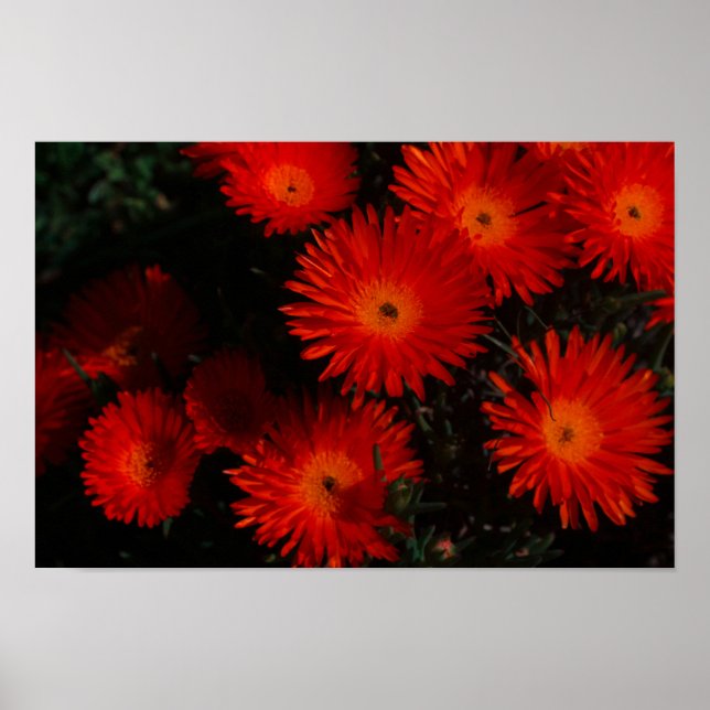 Poster Flores de Suculente Laranja Verde da África do Sul (Frente)