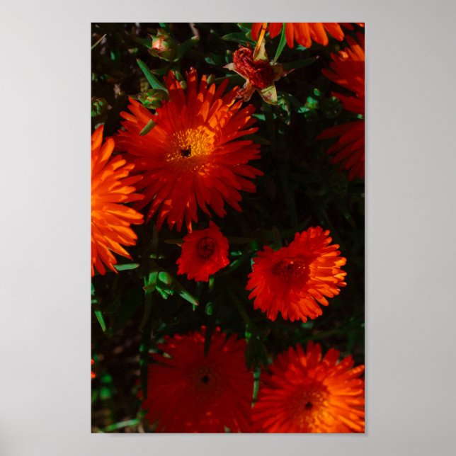 Poster Flores de Suculente Laranja Verde da África do Sul (Frente)