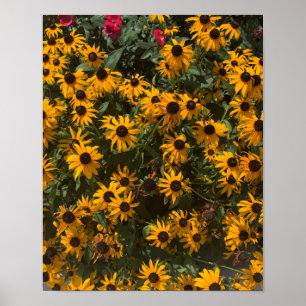 Poster Flores de Susana de olhos pretos, Floral, Fotograf