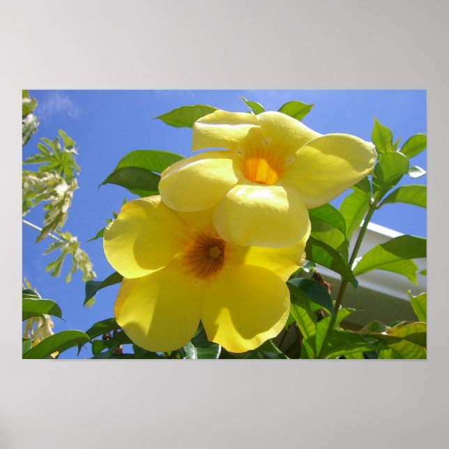 Pôster Flores de Trombeta Dourada I (Frente)