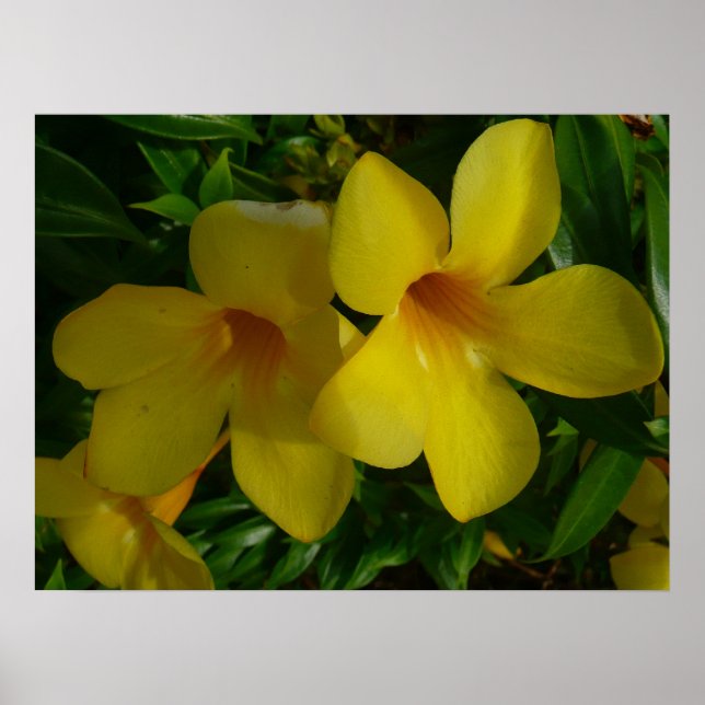 Poster Flores de Trombeta Dourada II Tropicais (Frente)