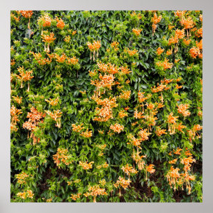Poster Flores De Trompete Laranja Numa Parede,