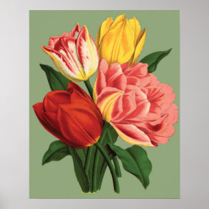 Poster Flores de Tulipa