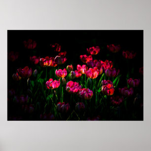 Poster Flores de tulipa cor-de-rosa