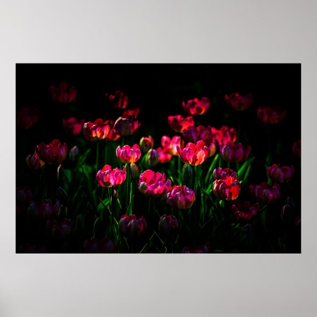 Poster Flores de tulipa cor-de-rosa (Frente)