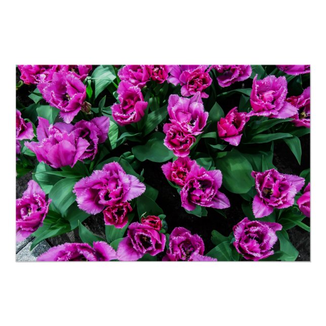 Pôster Flores de tulipas rosa (Frente)
