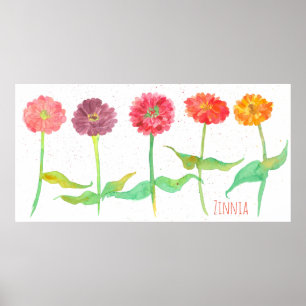Poster Flores de Zinnia Watercolor