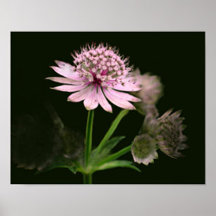 Poster Flores Delicadas