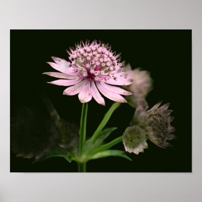 Poster Flores Delicadas (Frente)