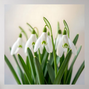 Poster Flores Delicadas de Neve Branca Florem na Primaver
