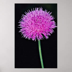 Pôster Flores do cardo de Texas (texanum do Cirsium)