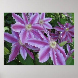 POSTER - flores do Clematis no primavera no Reino