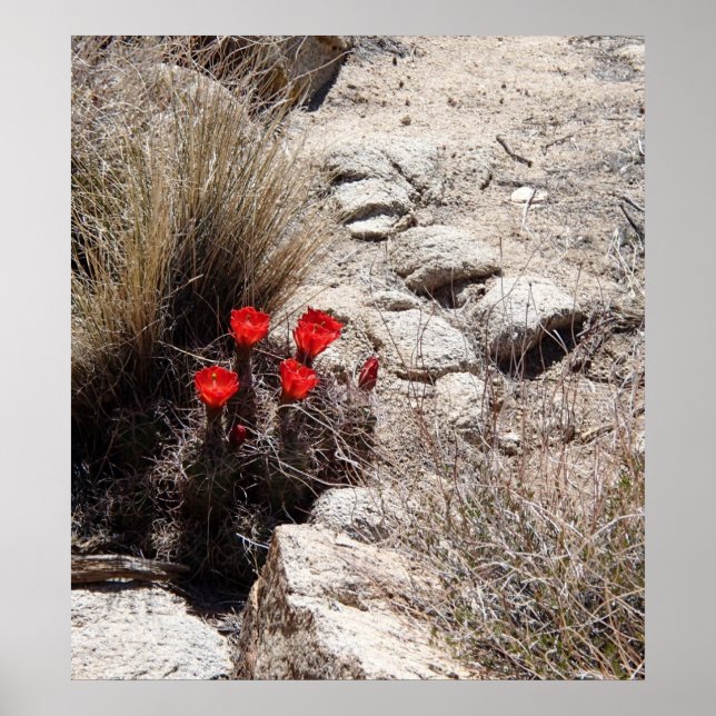 Poster Flores do Deserto, Parque Nacional de Joshua Tree (Frente)