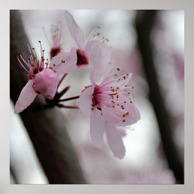 Poster Flores do Flor Blossom de Cereja (Frente)