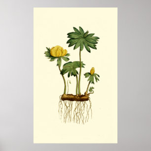 Poster Flores do Helleboro de inverno