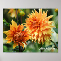 Flores do Jardim de Dália Laranja e Amarela RHS Wi