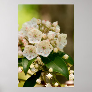 Poster Flores do louro de montanha