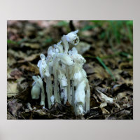 Flores-do-mato-fantasma