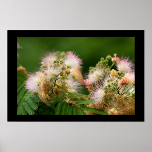 Pôster Flores do Mimosa