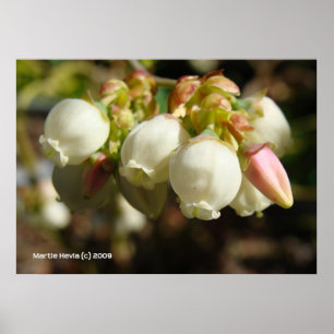 Poster Flores do mirtilo